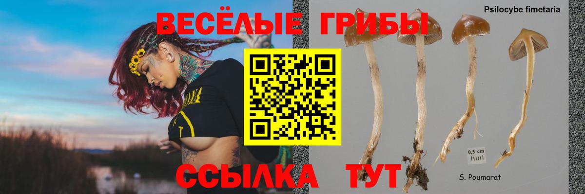 Галлюциногенные грибы Psilocybine cubensis Ликино-Дулёво